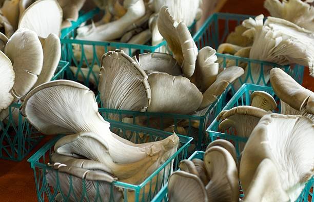 How to Sell Oyster Mushrooms: Your Complete Guide to Finding Buyers Oyster Mushroom Market
