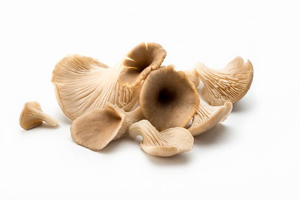 how to sell Oyster Mushrooms