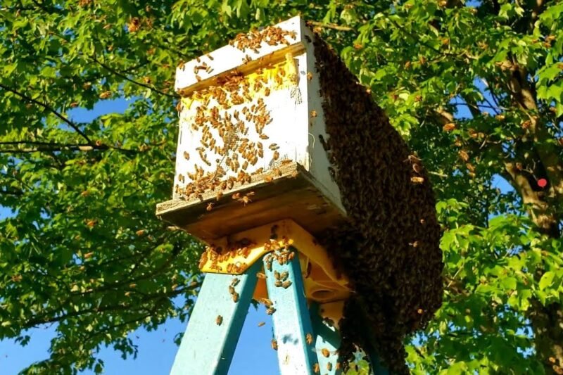 Choosing Low-Pollen Landscaping for Bee-Free Outdoor Entertaining