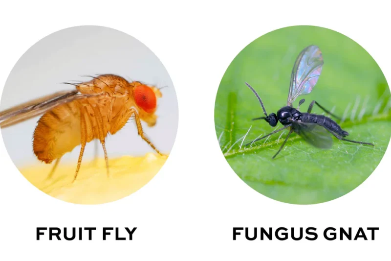 Why Small Flying Insects Gather Around Houseplants